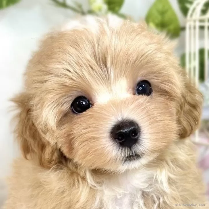 ID：2508-04917の子犬