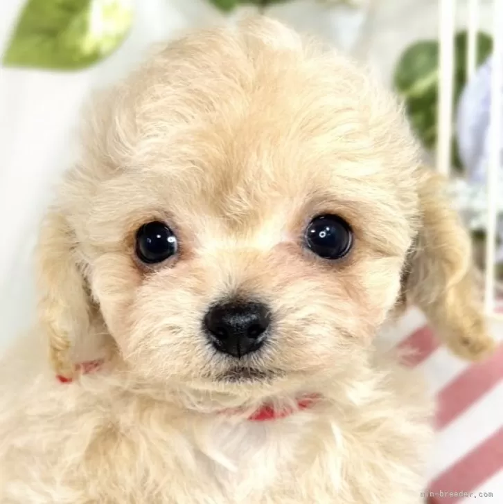 ID:2506-05441の子犬