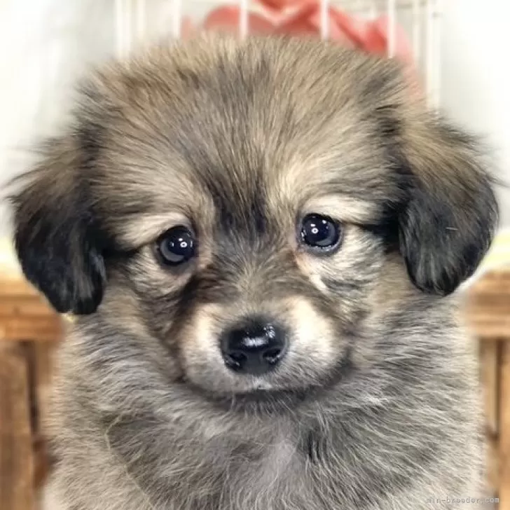 ID：2503-08347の子犬