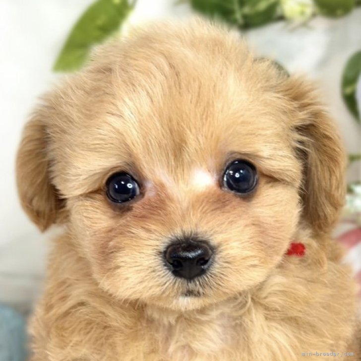 ぷっくりちびハート合皮　ファンキーブルちゃんNo.293 Hurry and escape from the abandoned factory where the blue