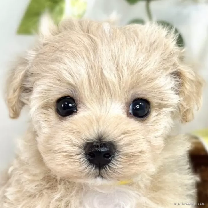ID:2507-03232の子犬
