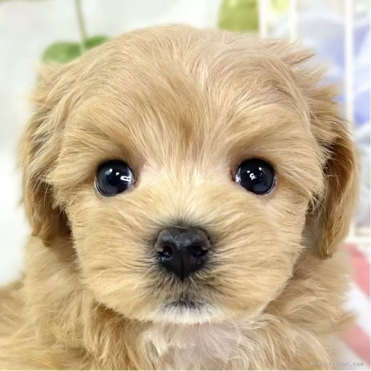 A.K 様のお迎えした子犬