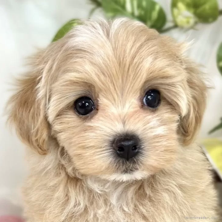 ID:2508-02672の子犬