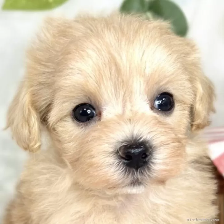 あやあや 様のお迎えした子犬