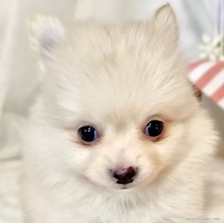 ID：2501-01486の子犬