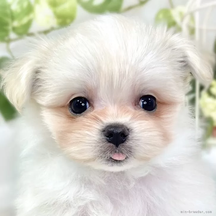 ポメマル(ポメラニアン×マルチーズ)【滋賀県・女の子・2025年10月4日・クリーム&amp;ホワイト】の写真1