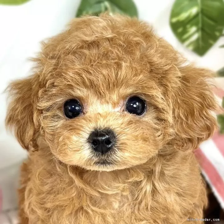 ID：2506-01451の子犬