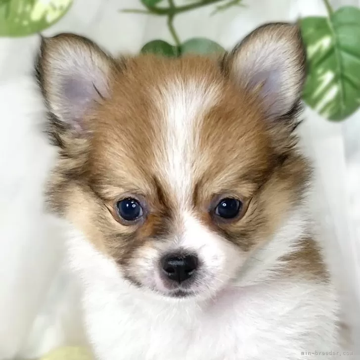 ID:2501-02457の子犬