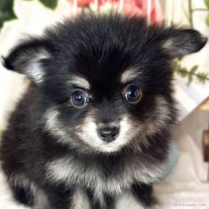 ID:2412-03334の子犬
