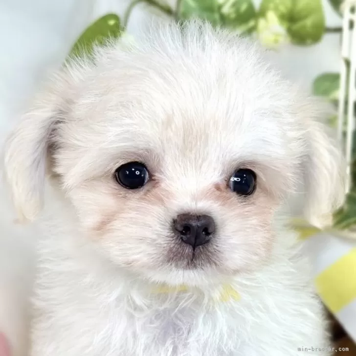 ID:2508-00363の子犬
