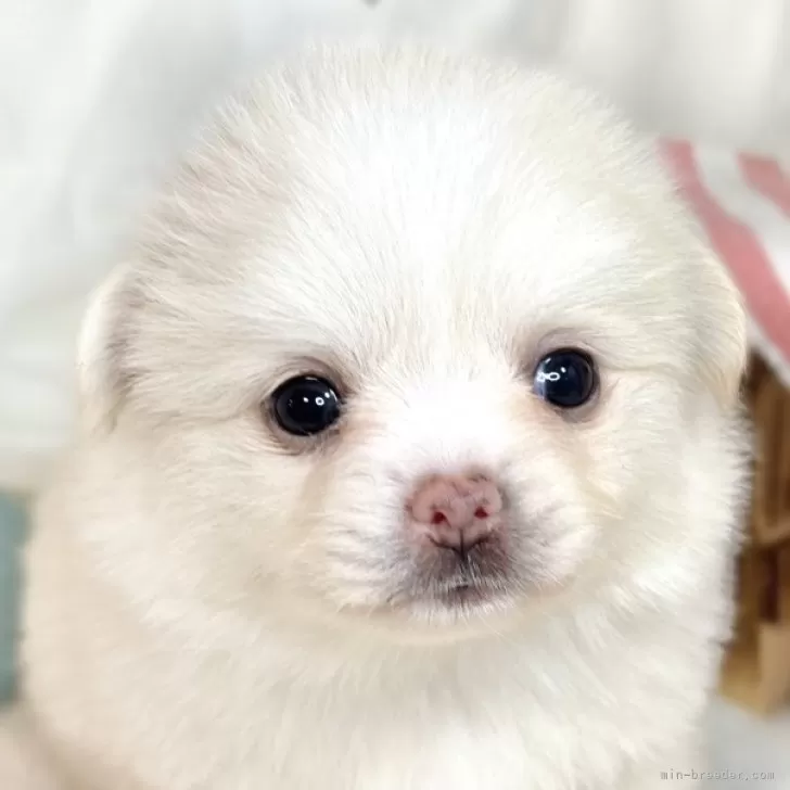 ポメラニアンの人専用 ポメラニアン【茨城県・男の子・2025年8月5日・ホワイト】爆毛で