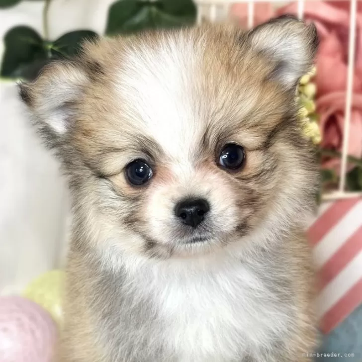 ID:2412-03332の子犬