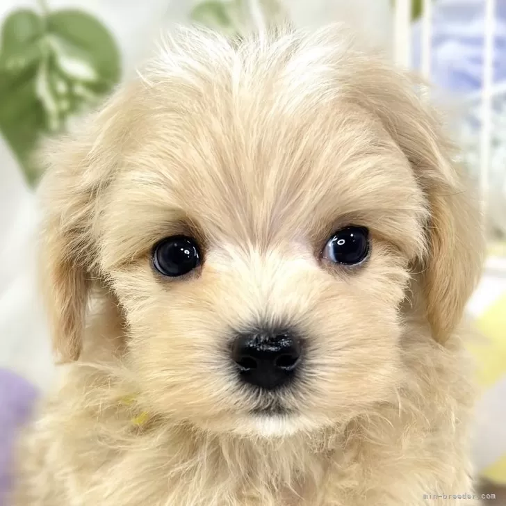 ID：2510-08108の子犬