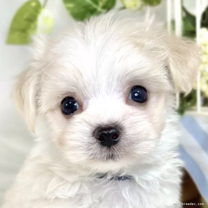 ID：2508-06838の子犬