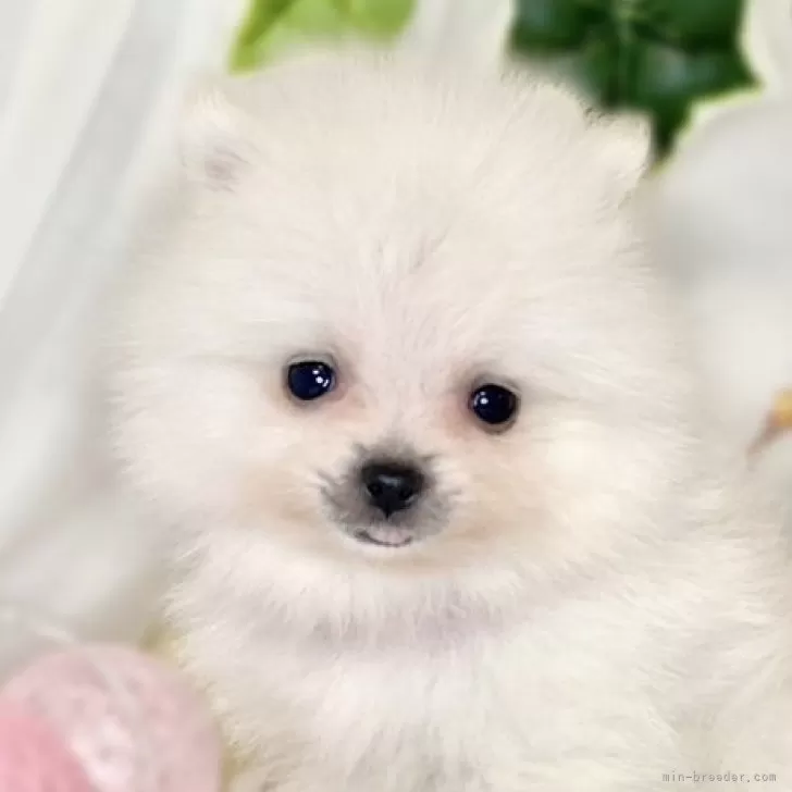 ID:2412-05411の子犬