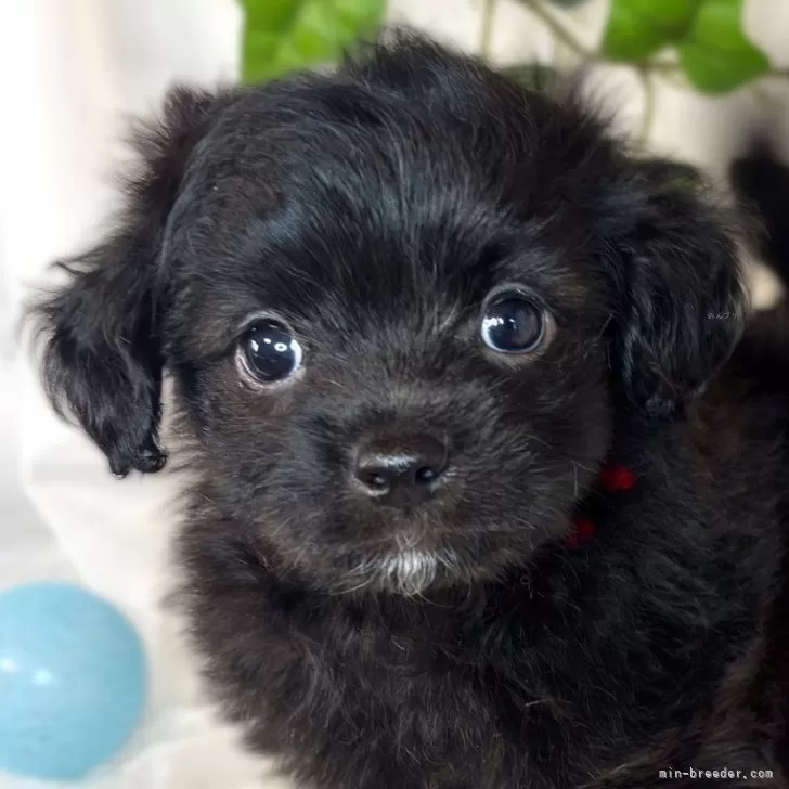 ID:2412-05377の子犬