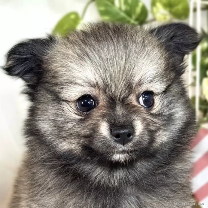 ID：2508-04639の子犬