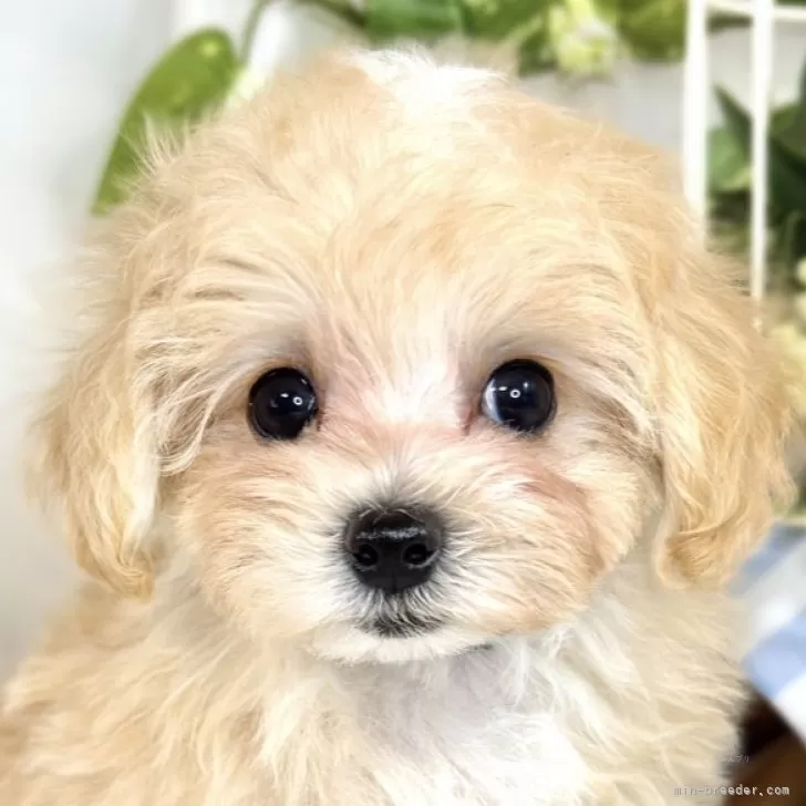 ID：2508-00367の子犬