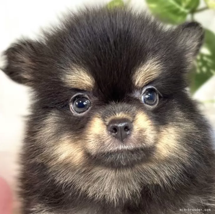ID：2508-04646の子犬