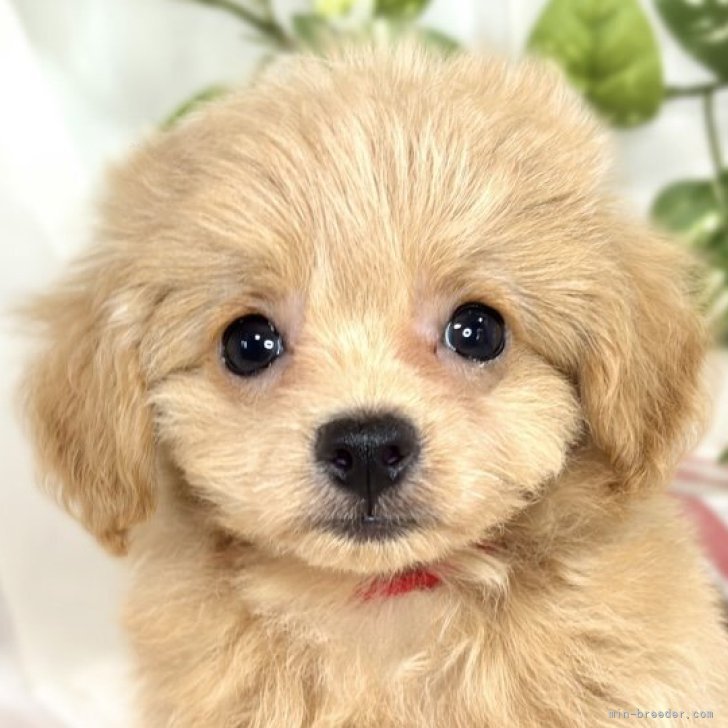 【つる927】シトリン✕アンバー✕カルサイトのチワワちゃん形オルゴ☆他２点 価格の安い☆犬MIX︎︎ ♂（ロングチワワ×トイプードル）動画