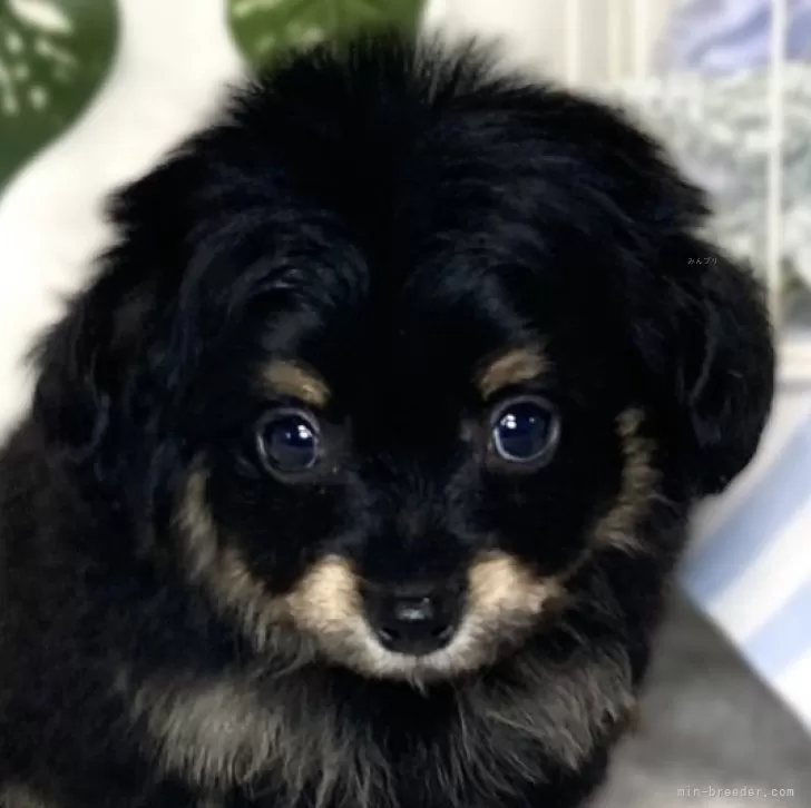 ID:2503-03802の子犬