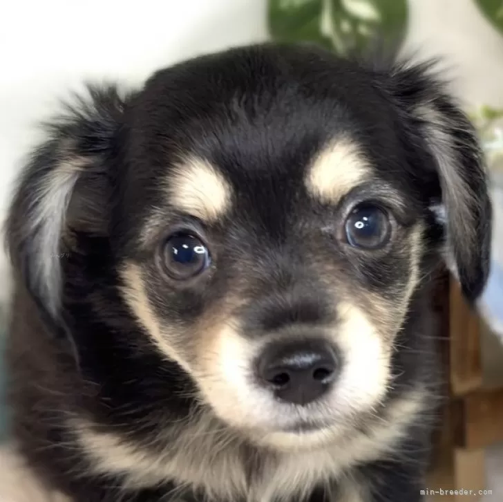 ID：2509-01385の子犬