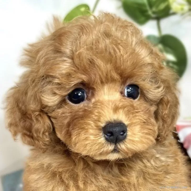 ID：2509-03541の子犬
