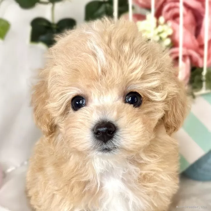 ID：2412-00990の子犬