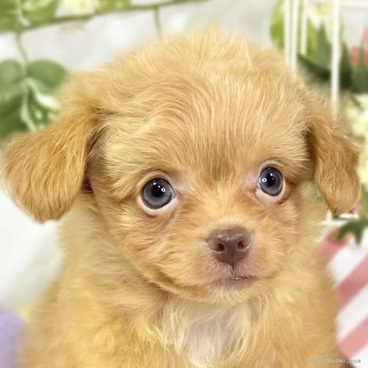 ID：2511-01487の子犬