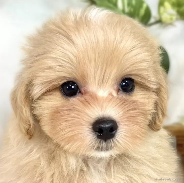 ID：2508-04915の子犬