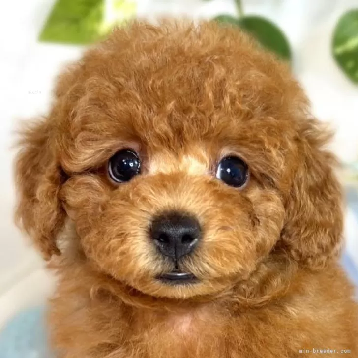 ID：2509-05194の子犬