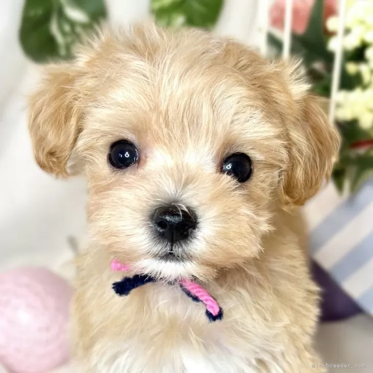 ID:2501-05048の子犬