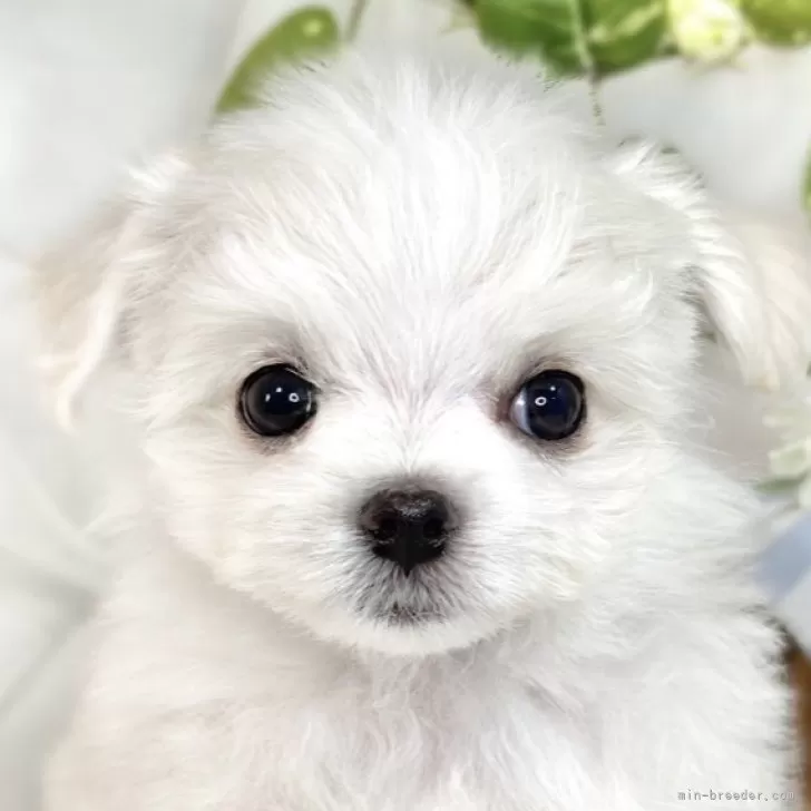 ID:2507-07309の子犬