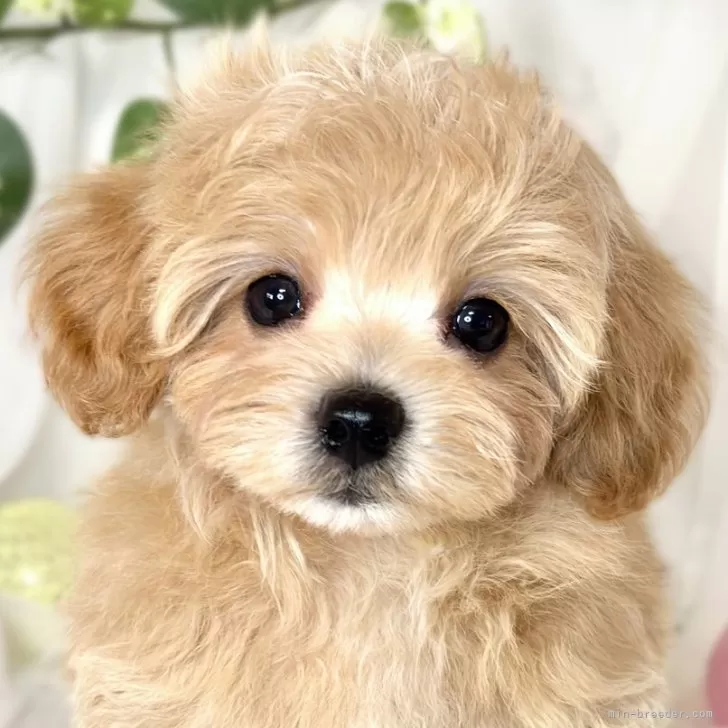 ID：2501-01542の子犬