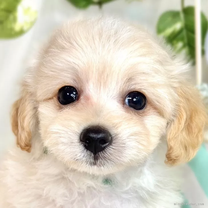 ID：2509-07367の子犬