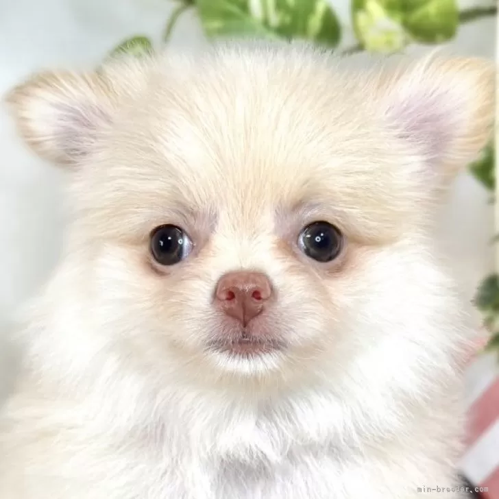 ID:2508-04648の子犬