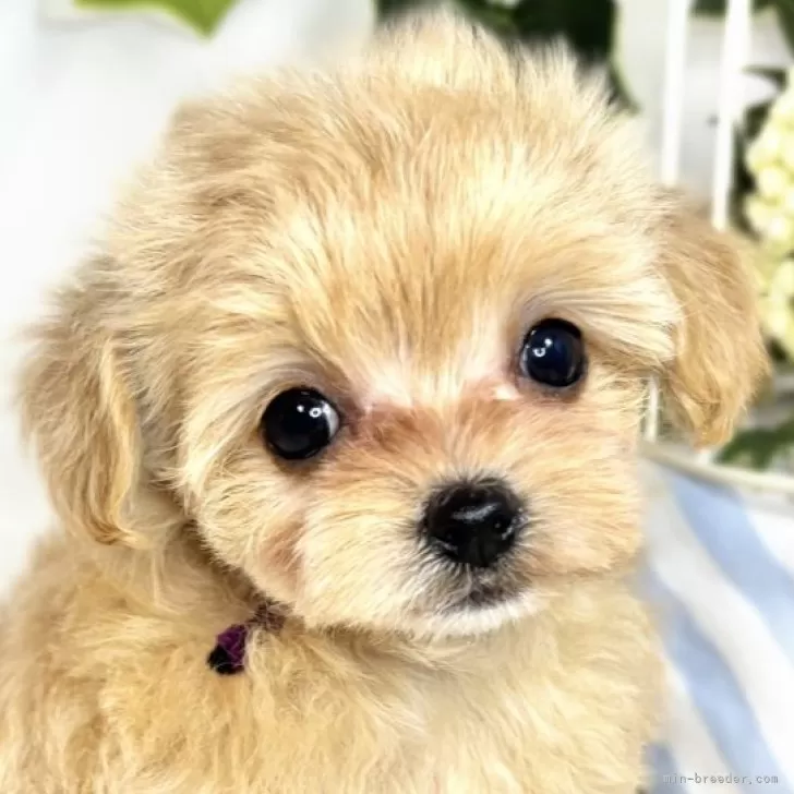 ID：2505-05664の子犬
