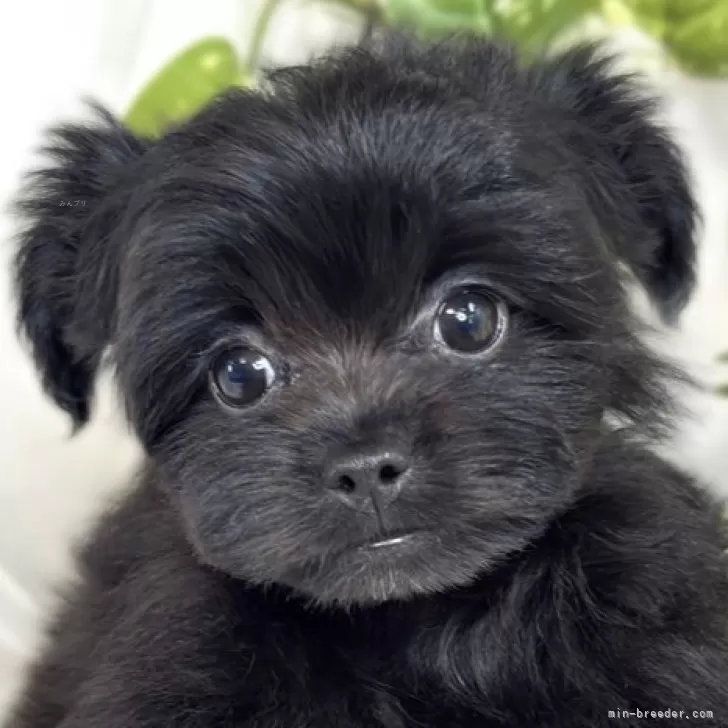 ID：2507-07385の子犬
