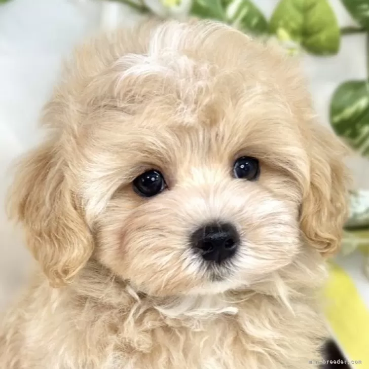 ID：2508-00370の子犬