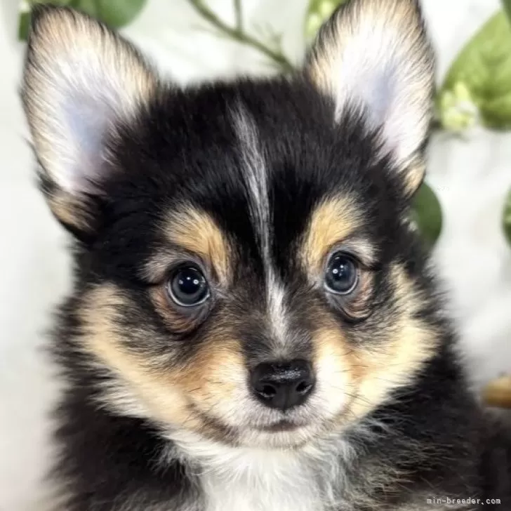 ID:2505-07301の子犬