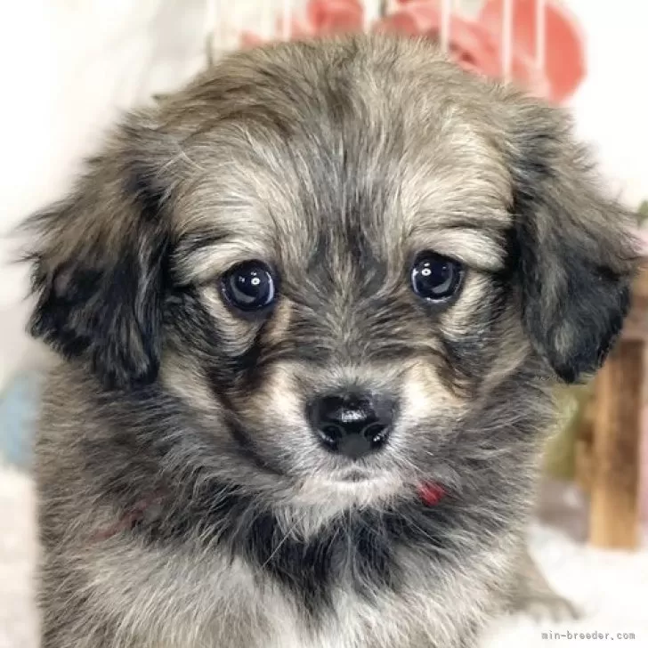 ポメックス(ポメラニアン×ダックスフンド)【滋賀県・女の子・2025年2月16日・オレンジセーブル】の写真1