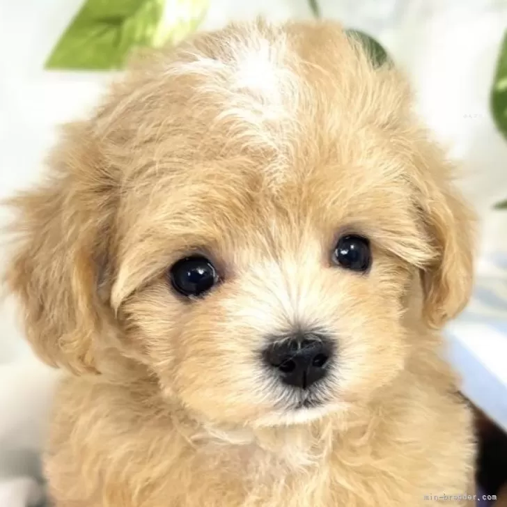 かわりん 様のお迎えした子犬