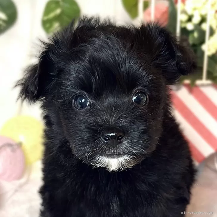 ID：2412-03301の子犬