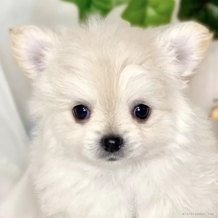 ID：2501-01587の子犬