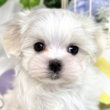 マルチーズ【滋賀県・男の子・2025年3月22日・ホワイト】の写真「おっとりマイペースな男の子🐶🍀✨」