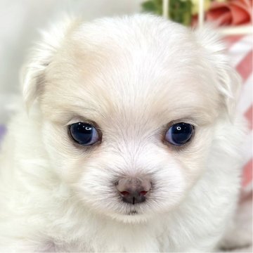 チワマル(チワワ×マルチーズ)【滋賀県・女の子・2025年10月9日・クリーム&ホワイト】の写真「しっぽフリフリご機嫌な女の子👧🎀」