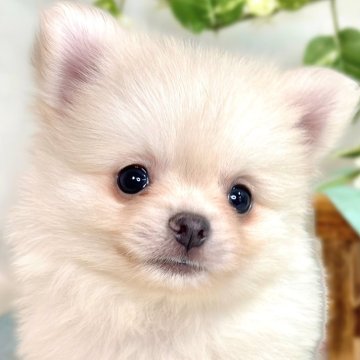 ポメチワ(チワワ×ポメラニアン)【滋賀県・男の子・2025年8月19日・クリーム】の写真「愛嬌満点な甘えん坊さん🐶💞」