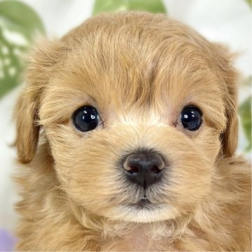 マルプー(マルチーズ×トイプードル)【滋賀県・女の子・2025年11月5日・アプリコット】の写真「人が好きな甘えん坊👧🎀」