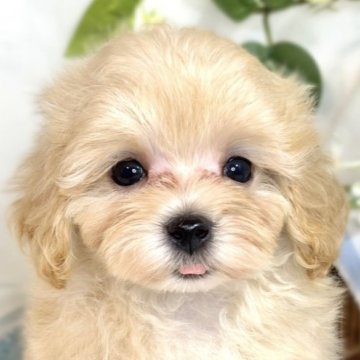 マルプー(マルチーズ×タイニープードル)【滋賀県・男の子・2025年7月23日・アプリコット】の写真「人が大好きなマルプー君🐶🌱」