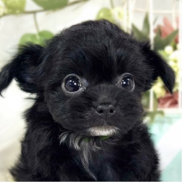 チワプー(トイプードル×チワワ)【滋賀県・女の子・2025年10月11日・ブラック】の写真「甘えん坊な女の子🐶🍼💘」